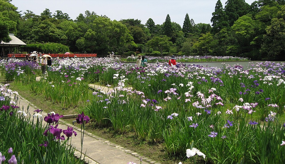 Meiji Jingu Iris Garden